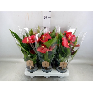 Anthurium andr. 'Esudo'