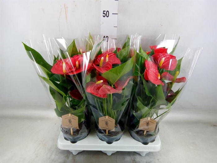 <h4>Anthurium andr. 'Esudo'</h4>