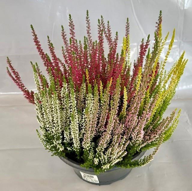 <h4>CALLU BL  QUATTRO G</h4>