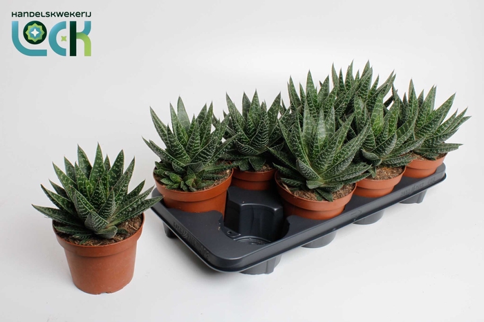 <h4>Gasteria Apollo</h4>