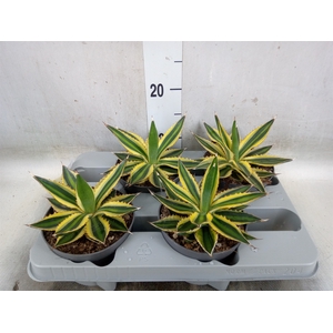 Agave lophantha 'Quadricolor'