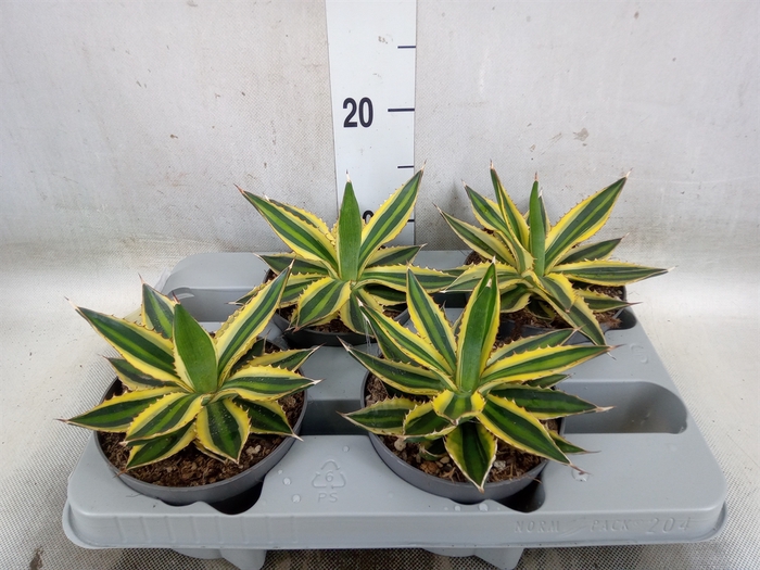 <h4>Agave lophantha 'Quadricolor'</h4>