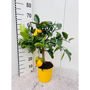 Citrus meyeri Lemon on stem