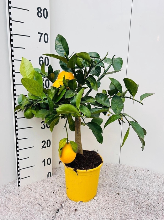 <h4>Citrus meyeri Lemon on stem</h4>