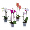 PHALAENOPSIS P15 2 HT