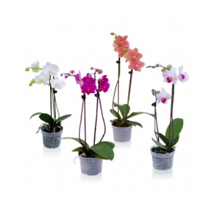 PHALAENOPSIS P15 2 HT