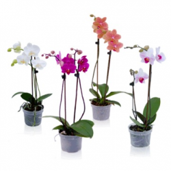 <h4>PHALAENOPSIS P15 2 HT</h4>