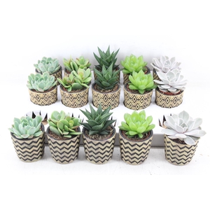 arr3 OV - Ker. Havana x15