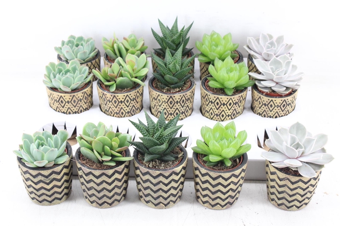 <h4>arr3 OV - Ker. Havana x15</h4>