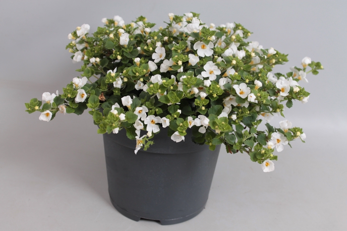 <h4>Perkplanten 19 cm Bacopa gulliver Dynamic White</h4>
