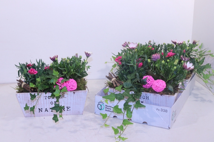 <h4>ARR TUINPLANTEN</h4>