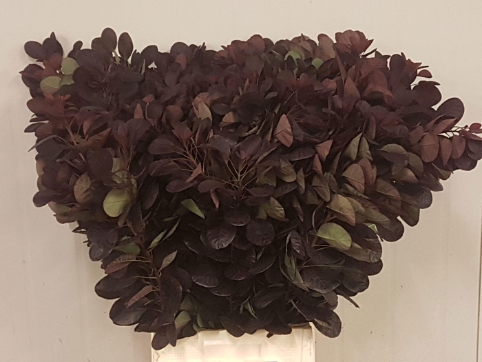 <h4>Cotinus Royal Purple</h4>
