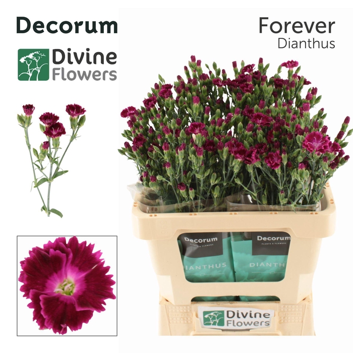 <h4>Dianthus  'Lilliput Forever'</h4>
