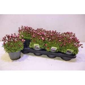 Saxif Ar Tour Dp Red