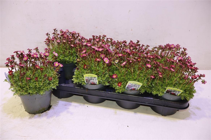 <h4>Saxif Ar Tour Dp Red</h4>