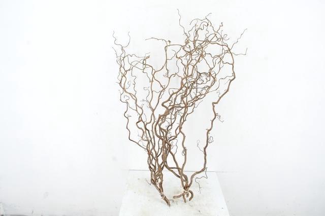 <h4>CORYL AV CONTORTA</h4>
