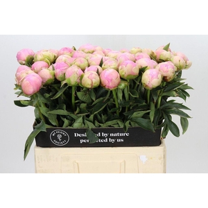 Paeonia dinner plate