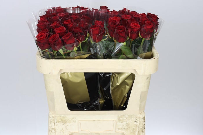 <h4>Rosa Gr Red Naomi Marjo</h4>