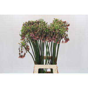 Allium Nectaroscordum Siculum