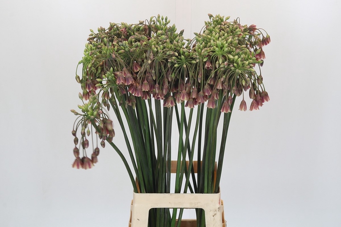 <h4>Allium Nectaroscordum Siculum</h4>