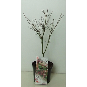 Acer palmatum 'Phoenix' P19