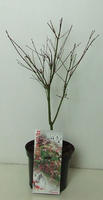 <h4>Acer palmatum 'Phoenix' P19</h4>