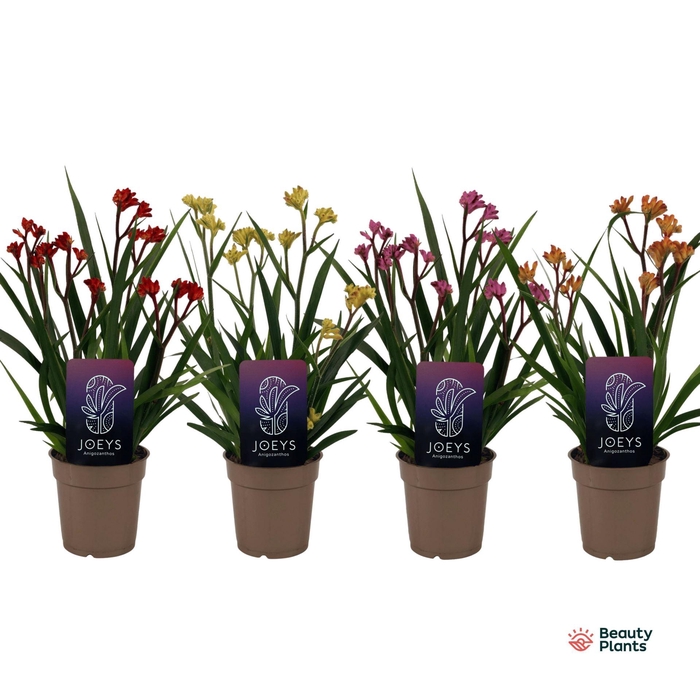 <h4>Anigozanthos gemengd</h4>