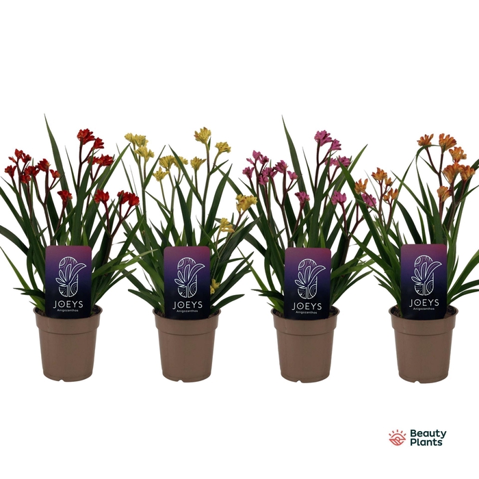 <h4>Anigozanthos gemengd</h4>