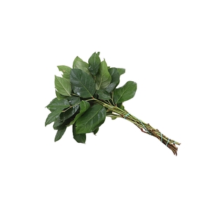 Salal Baby Mt St Helens Extra X5