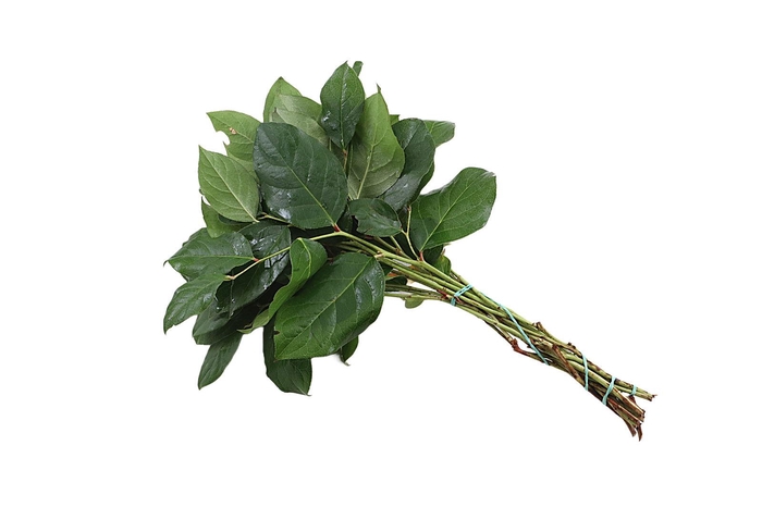 <h4>Salal Baby Mt St Helens Extra X5</h4>