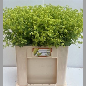 Alchem M Robustica