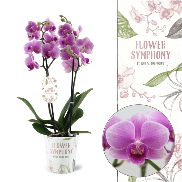 <h4>Flower Symphony | Lindau | Phalaenopsis 2 spike</h4>