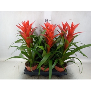 Guzmania  'Ostara'