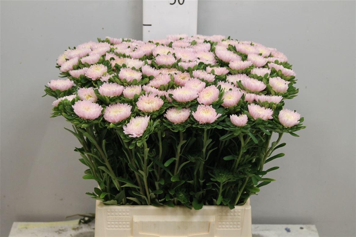 <h4>Callis Jules Pink</h4>