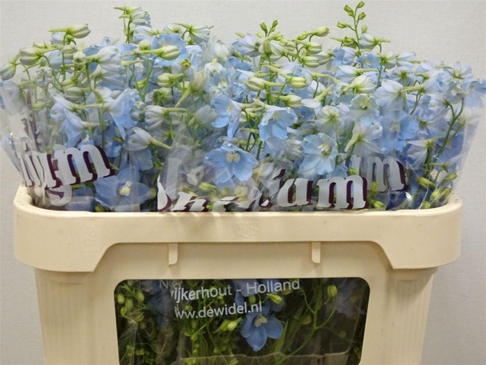 <h4>Delph En Ballkleid</h4>