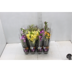 DENDROBIUM NOBILY P09 PREMIUM