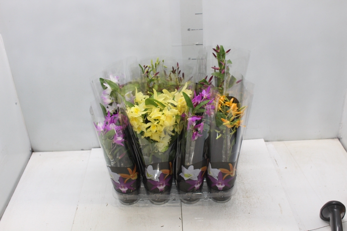 <h4>DENDROBIUM NOBILY P09 PREMIUM</h4>