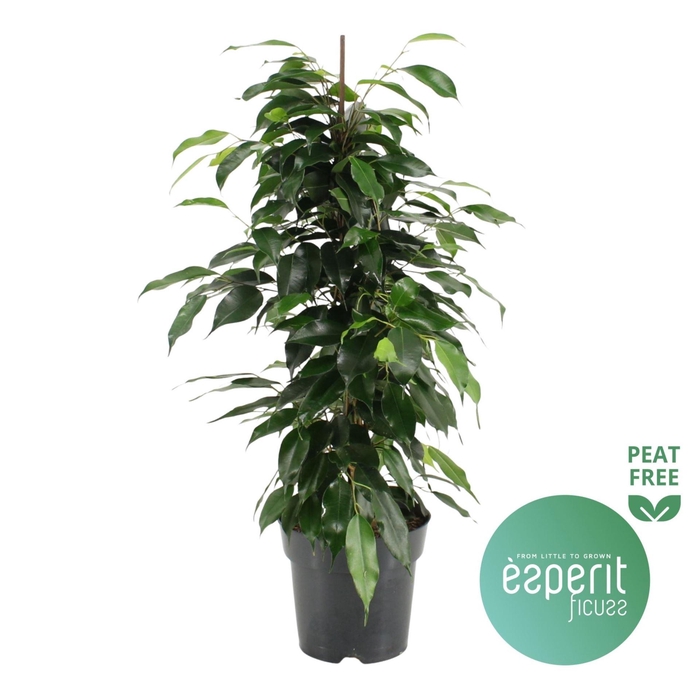 <h4>Ficus benj. Danielle</h4>