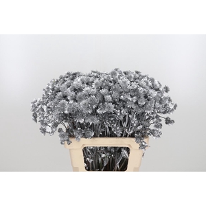 Astrantia Kl Bh Zilver