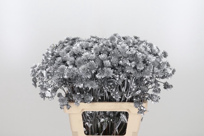 <h4>Astrantia Kl Bh Zilver</h4>