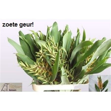 <h4>Hedychium D A Orange</h4>