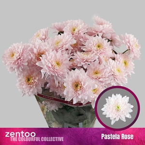 Chr. Tr 'Pastela Rose'