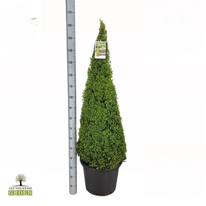 Buxus Sempervirens Piramide 140-150