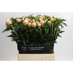 Paeonia Coral Yellow