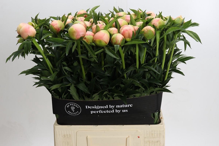 <h4>Paeonia Coral Yellow</h4>