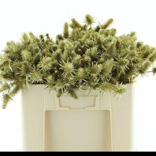 <h4>ERYN A OV KLB H%</h4>