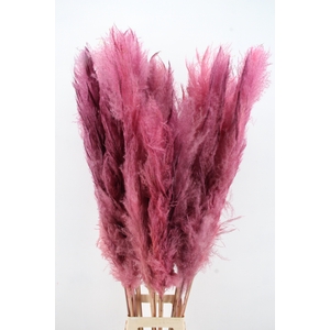 DF Pampas 130cm L.Pink
