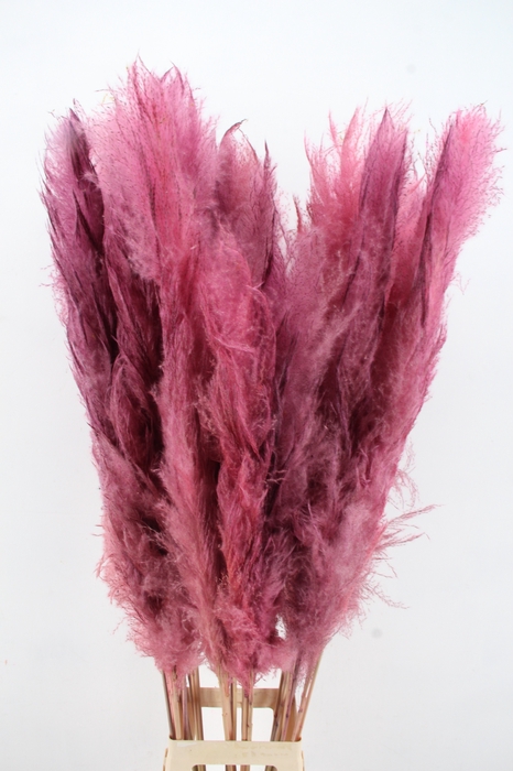 <h4>DF Pampas 130cm L.Pink</h4>