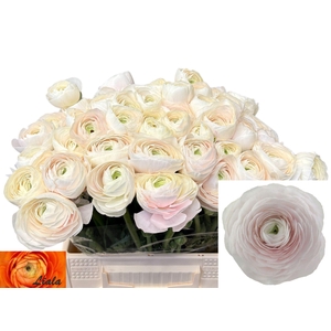 RANUNCULUS  'SUCCESS HANOI'