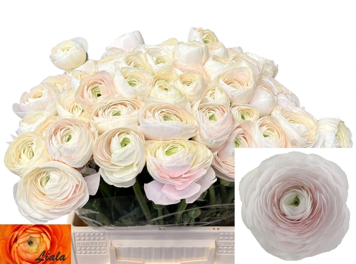 <h4>RANUNCULUS  'SUCCESS HANOI'</h4>